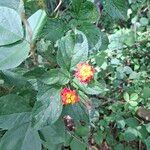 Lantana camaraFlor