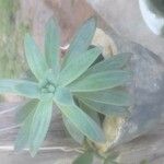 Dudleya greenei Leaf