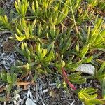 Carpobrotus rossii