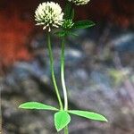 Trifolium spadiceum Arall