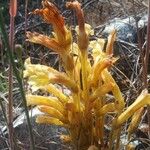 Orobanche fasciculata Цвят