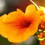 Campsis grandiflora Fula