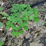 Thalictrum dioicum Hoja