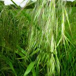 Bromus tectorum Цветок