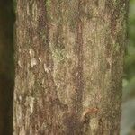 Lecythis persistens Kabuk