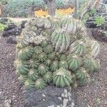 Parodia magnifica Ліст