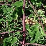 Chenopodium betaceum Кара