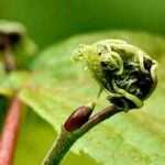 Rhodotypos scandens Fuelha