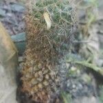 Mammillaria columbiana Blad