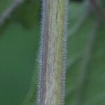 Physalis pubescens Bark