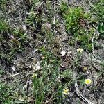 Petrorhagia prolifera 形態