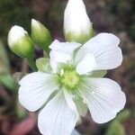 Dionaea muscipula 花