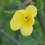 Chrysojasminum fruticans Flor