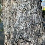 Syzygium australe Bark