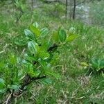 Salix glabra Leaf