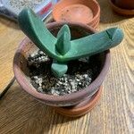 Pleiospilos simulans Hoja