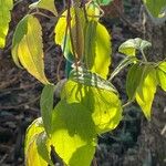 Clematis virginiana Hábito