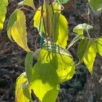 Clematis virginiana Habitus