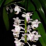 Aerides odorata 花