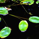 Potamogeton natans Blatt