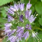 Hydrophyllum virginianum Flower