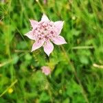 Astrantia maxima Flower