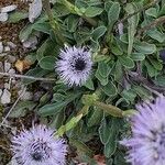 Globularia vulgaris Kvet