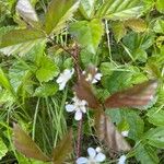 Rubus hispidus Flower