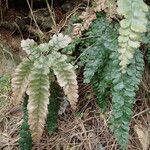 Adiantum hispidulum Blatt