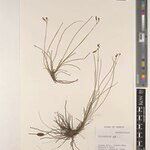 Chlorophytum sphagnicola Other