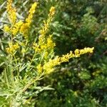 Solidago canadensisᱵᱟᱦᱟ