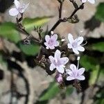 Valeriana montanaFlower