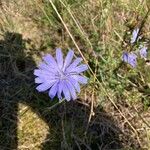 Cichorium endiviaЦвят