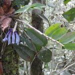 Dendrobium convexipes عادت داشتن