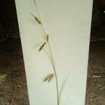 Carex cherokeensis Hedelmä