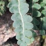 Asplenium ceterach Folha