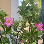 Mandevilla sanderi 花