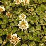 Trifolium repens Flor