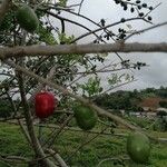 Spondias purpurea Fruit