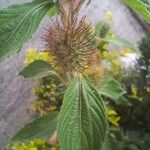 Acalypha arvensis Flower
