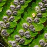 Dryopteris filix-mas Fruit