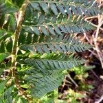 Polystichum aculeatum Blad