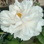 Tree peony RenkakuΛουλούδι