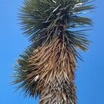 Yucca filifera عادت داشتن