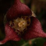 Asarum caudatum Flower