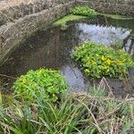 Caltha palustris অভ্যাস