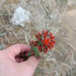 Castilleja arvensis برگ