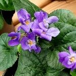 Viola odorata Flower