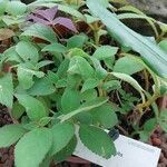 Kohleria hirsuta Blad