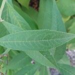 Buddleja albiflora Ліст